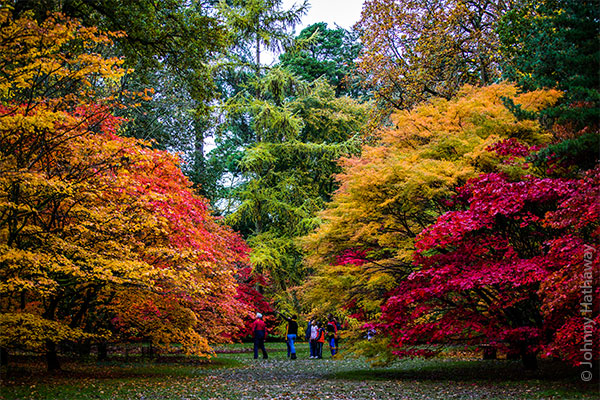 Westonbirt in Autumn