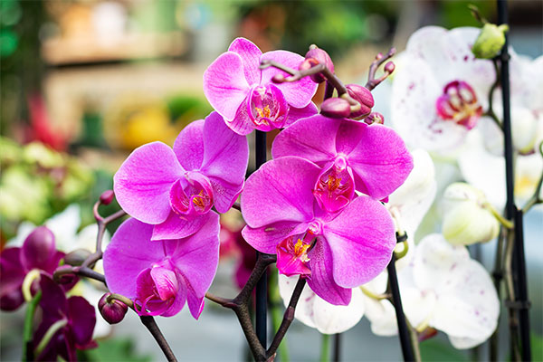 Kew Gardens - Orchid Festival